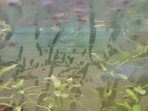 Guppy Nachwuchs zu verkaufen 