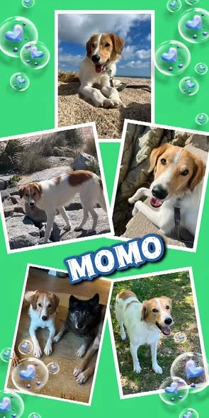 wunderschöner, lieber Rüde "Momo" sucht ein liebevolles Zuhause