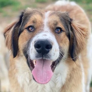 Barkley, geb. ca. 10 2024, lebt in GRIECHENLAND, auf einer privaten Pflegestelle Bild 6