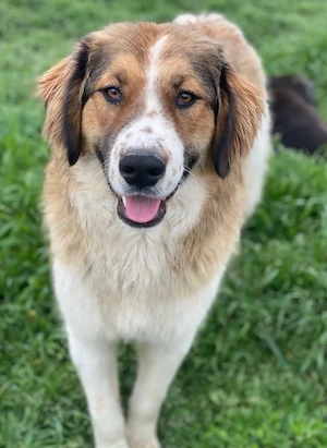 Barkley, geb. ca. 10 2024, lebt in GRIECHENLAND, auf einer privaten Pflegestelle Bild 4