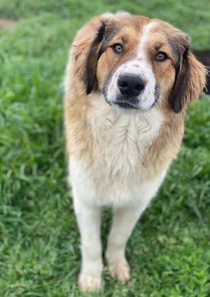Barkley, geb. ca. 10 2024, lebt in GRIECHENLAND, auf einer privaten Pflegestelle Bild 3