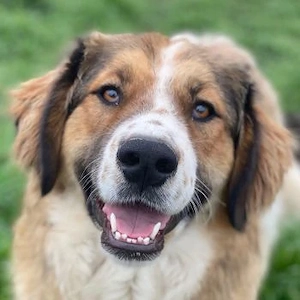 Barkley, geb. ca. 10 2024, lebt in GRIECHENLAND, auf einer privaten Pflegestelle Bild 7
