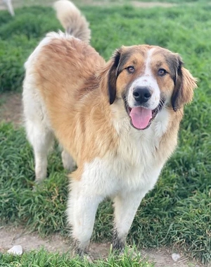 Barkley, geb. ca. 10 2024, lebt in GRIECHENLAND, auf einer privaten Pflegestelle Bild 10