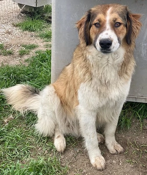 Barkley, geb. ca. 10 2024, lebt in GRIECHENLAND, auf einer privaten Pflegestelle Bild 2