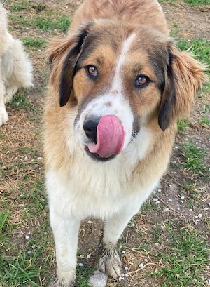 Barkley, geb. ca. 10 2024, lebt in GRIECHENLAND, auf einer privaten Pflegestelle Bild 8