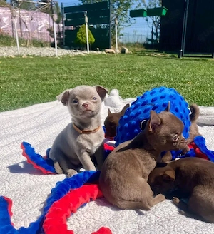 Chihuahua-Welpen zur Adoption 