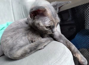 Devon Rex Mädchen 