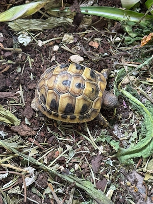 Griechische Landschildkröte NZ 2025