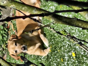 Wurfankündigung Labradorwelpen 26
