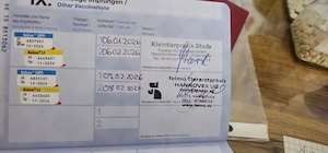 Chihuahua Hündin zu verkaufen 