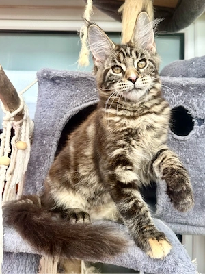 Maine Coon Mädchen mit Stammbaum