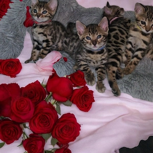 Bengal Kitten mit Stammbaum 