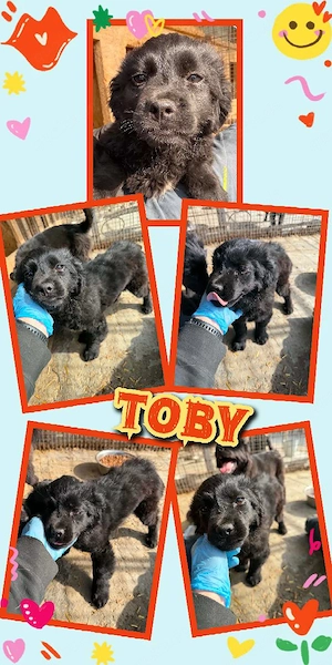 wunderschöner, goldiger Welpenjunge "Toby" sucht ein liebevolles Zuhause