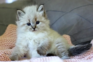 Reinrassige Neva Masquarade   Sibirische Katzenbabys mit Stammbaum suchen ein liebevolles Zuhause  Bild 5