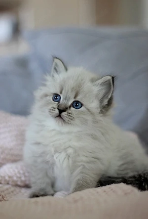 Reinrassige Neva Masquarade   Sibirische Katzenbabys mit Stammbaum suchen ein liebevolles Zuhause  Bild 8