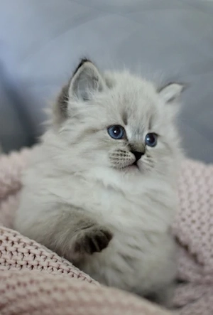 Reinrassige Neva Masquarade   Sibirische Katzenbabys mit Stammbaum suchen ein liebevolles Zuhause  Bild 7