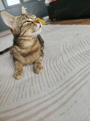 Wunderschöne Siam-Abessinier Mix Dame (2,5 Jahre)