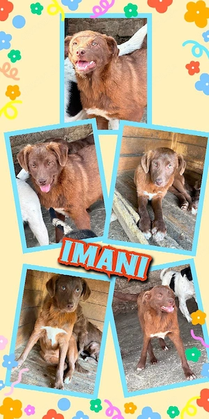 junge, wunderschöne Hündin "Imani" sucht ein liebevolles Zuhause