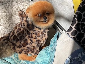 Tausche pommeranien Rüde mit einem Chihuahua Rüde bis 2 kg Gewicht Bild 3