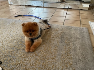 Tausche pommeranien Rüde mit einem Chihuahua Rüde bis 2 kg Gewicht Bild 4