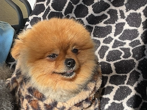 Tausche pommeranien Rüde mit einem Chihuahua Rüde bis 2 kg Gewicht Bild 2
