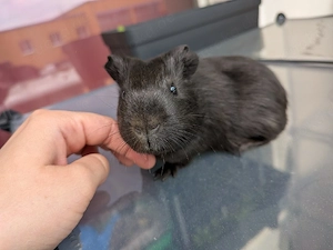 2 Meerschweinchen Böckchen 