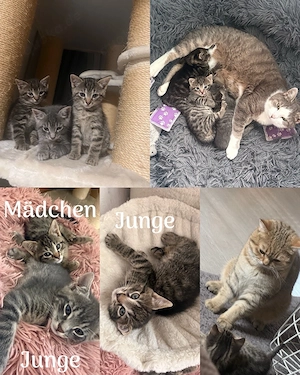 BKH mix kitten 