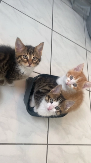Kitten suchen ein liebevolles Zuhause   