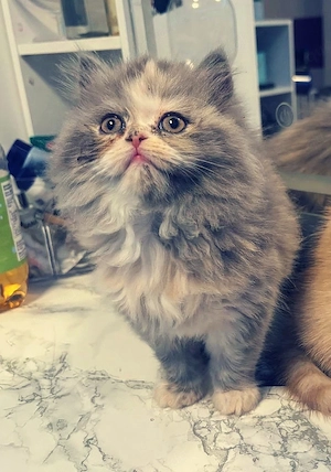 BLH wunderschöne Kuschelmaus 