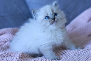 Reinrassige Neva Masquarade   Sibirische Katzenbabys mit Stammbaum suchen ein liebevolles Zuhause  Bild 3