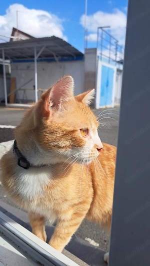Charlie 10 Monate alt sucht ein Zuhause 