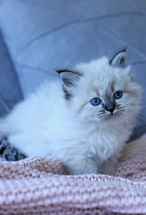 Reinrassige Neva Masquarade   Sibirische Katzenbabys mit Stammbaum suchen ein liebevolles Zuhause  Bild 6