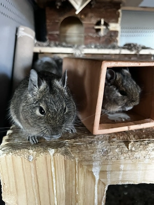 3 Degugruppen abzugeben (Männchen und Weibchen)   auf Wunsch mit Stall und Zubehör