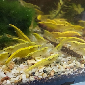 Yellowfire Neonstripe,  Neocaridina d.  10 Stück