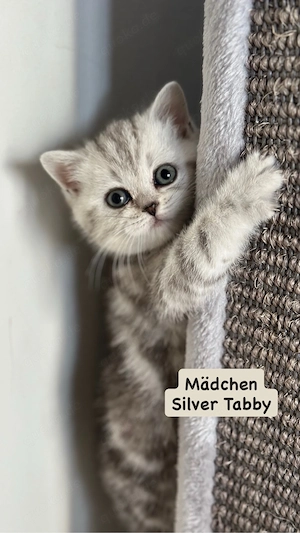 BKH Kitten *Abgabebereit*