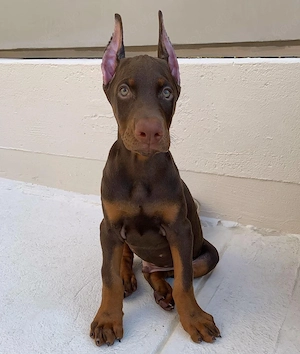Bezaubernde Dobermann-Welpe (weiblich) sucht ein liebevolles Zuhause.