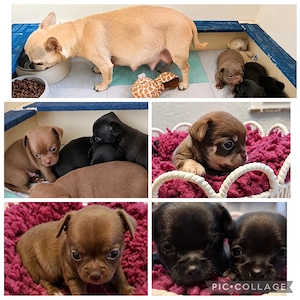 Reinrassige Chihuahua Welpen mit Stammbaum