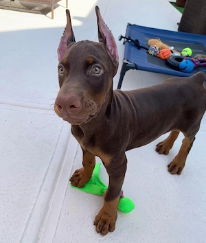 Bezaubernde Dobermann-Welpe (weiblich) sucht ein liebevolles Zuhause.