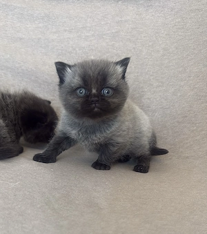 Süße BKH   BLH kitten