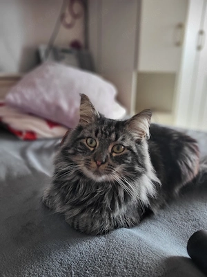 Norwischer Waldkater