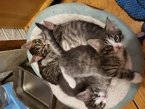 Maincoonmix Kitten