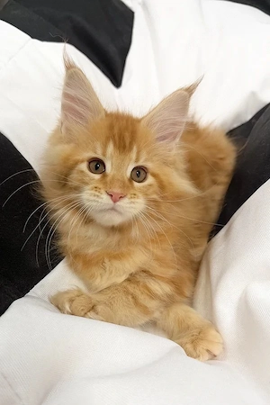 Zauberhafte Maine Coon Kätzin   14 Wochen   Sanft & Verschmust