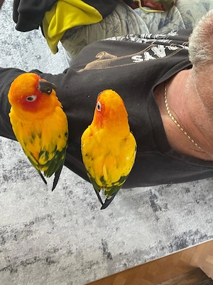 Sonnensittiche abzugeben 