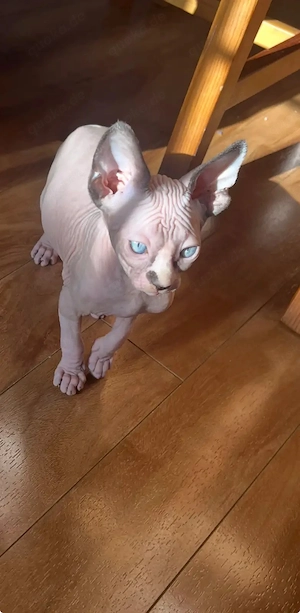 Sphynx-Katze