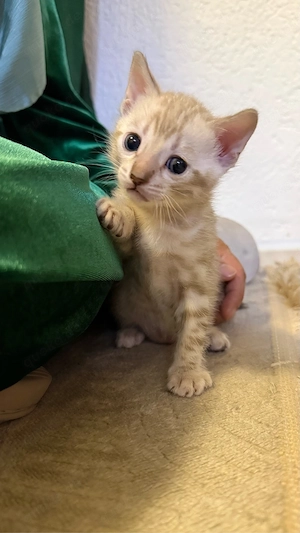 Reinrassige Bengal Kitten (Snow Bengal)