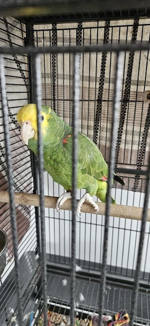 Papagei zur Adoption