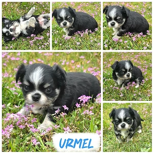 Urmel Chihuahua rüde sucht zum 6.6. ein heim