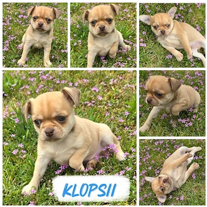 Klopsii Chihuahua rüde sucht zum 31.5 ein heim