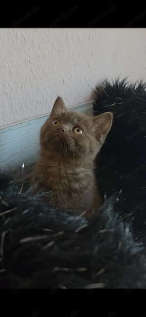 BKH Kitten mit EU Pass in Chocolate abzugeben!!