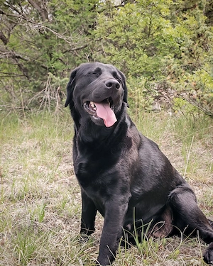 Labrador Hündin 5j schwarz 53cm 30kg FAMILIENHUND bundesweit ausreisebereit 